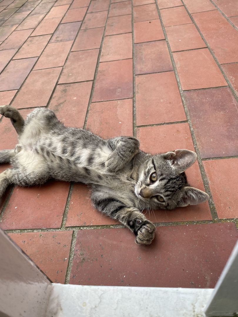 2 junge Ktzen (12 Wochen) abzugeben 2 junge Ktzen (12 Wochen) abzugeben