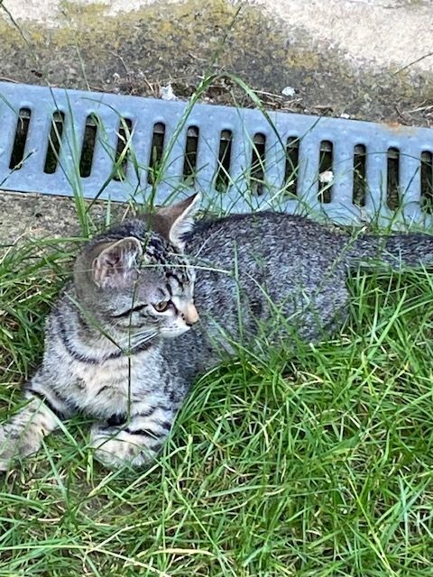 2 junge Ktzen (12 Wochen) abzugeben 2 junge Ktzen (12 Wochen) abzugeben