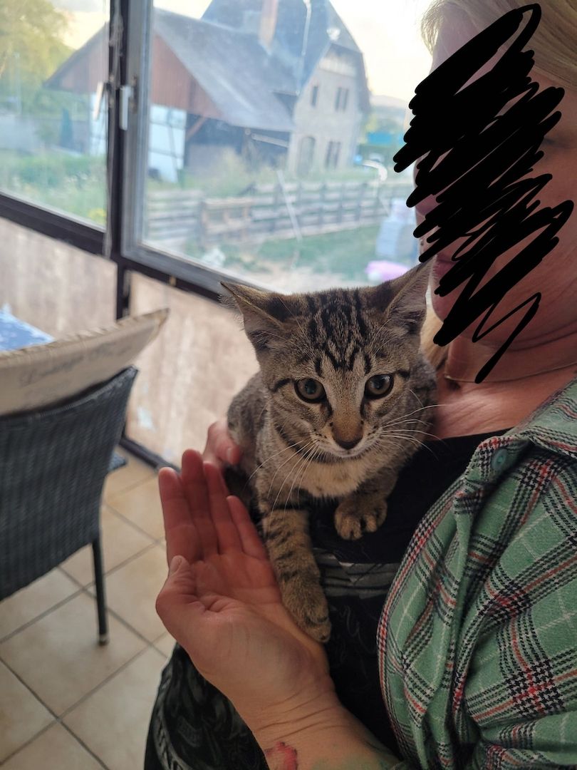 Junger Kater abzugeben