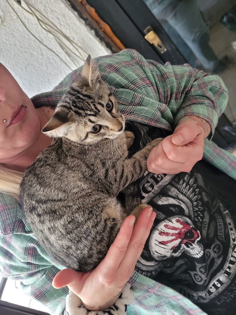 Junger Kater abzugeben