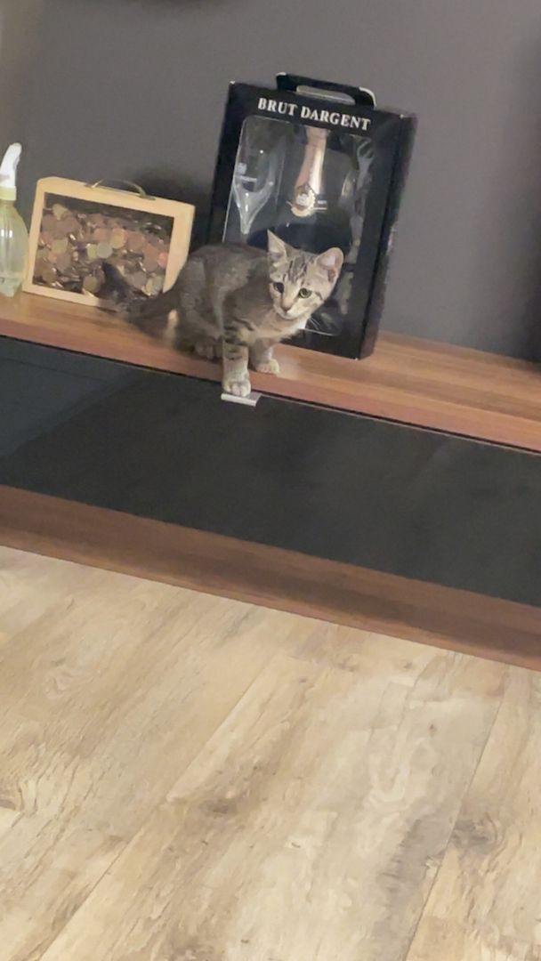 Junger Kater abzugeben