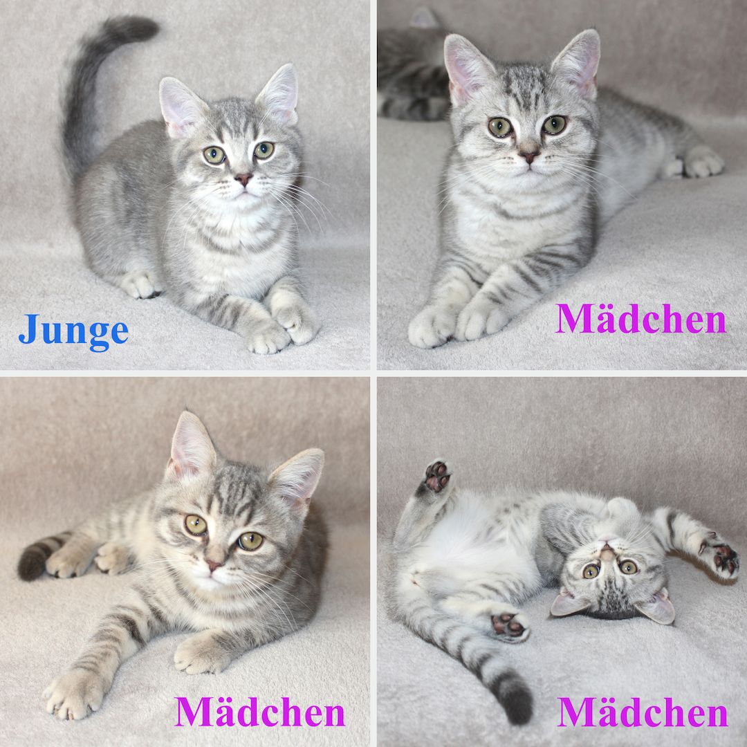 3x BKH Kätzchen Kater Katze Kitten Britisch Kurzhaar aus Dortmund