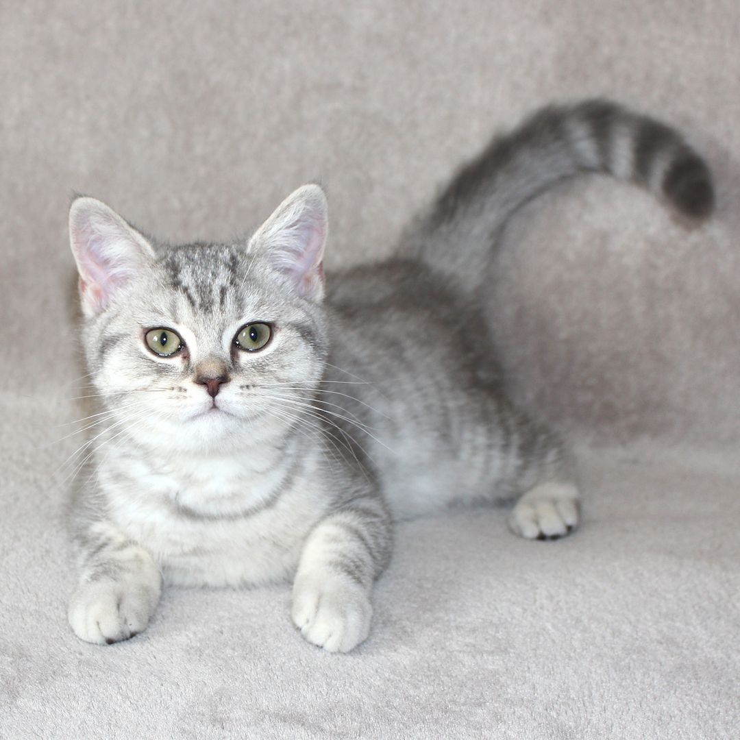 3x BKH Kätzchen Kater Katze Kitten Britisch Kurzhaar aus Dortmund