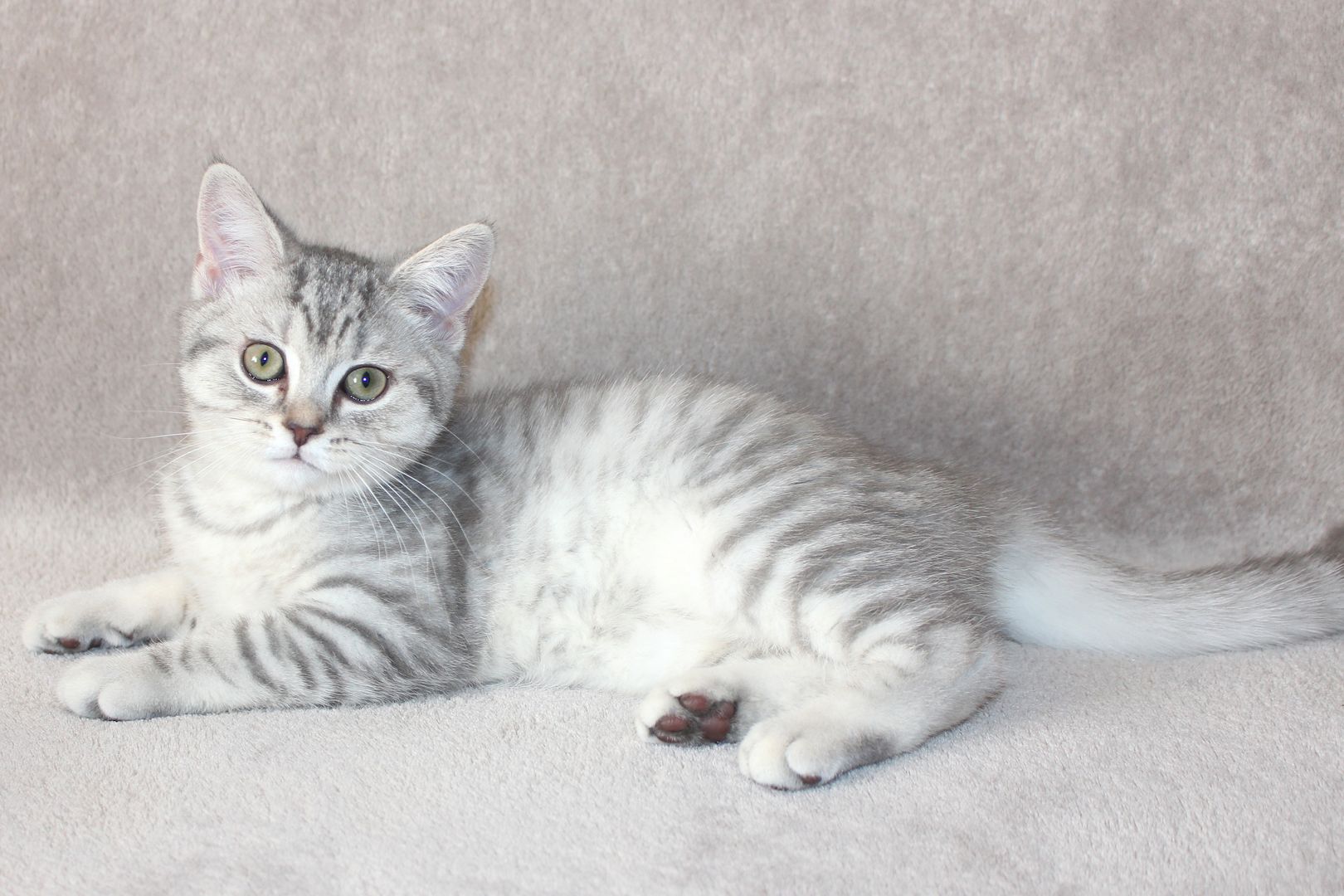 3x BKH Kätzchen Kater Katze Kitten Britisch Kurzhaar aus Dortmund