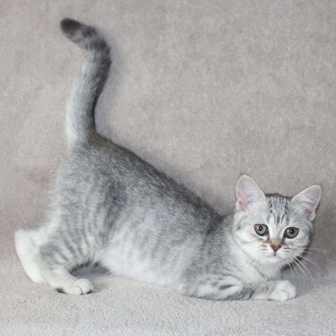 3x BKH Kätzchen Kater Katze Kitten Britisch Kurzhaar aus Dortmund