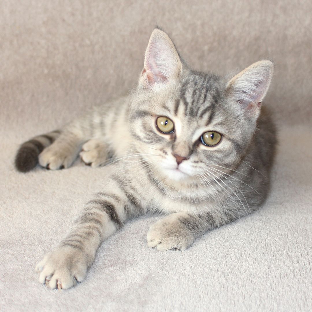 3x BKH Kätzchen Kater Katze Kitten Britisch Kurzhaar aus Dortmund