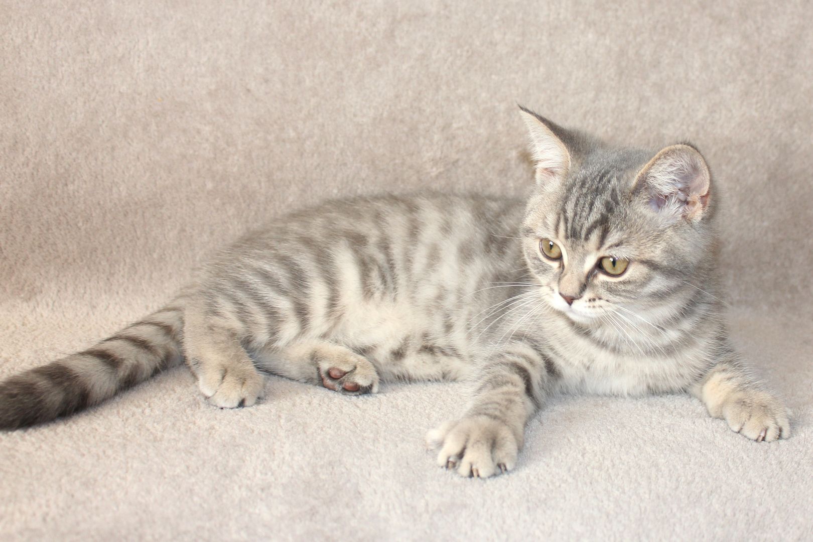 3x BKH Kätzchen Kater Katze Kitten Britisch Kurzhaar aus Dortmund