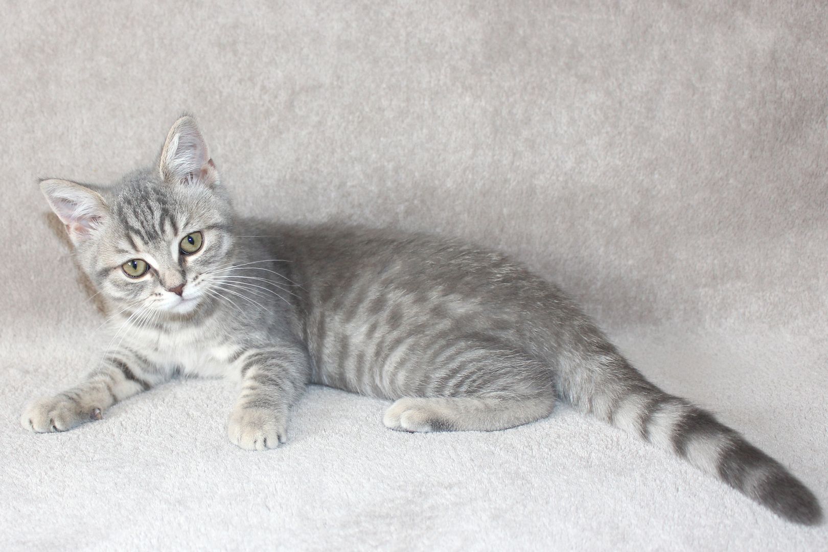 3x BKH Kätzchen Kater Katze Kitten Britisch Kurzhaar aus Dortmund