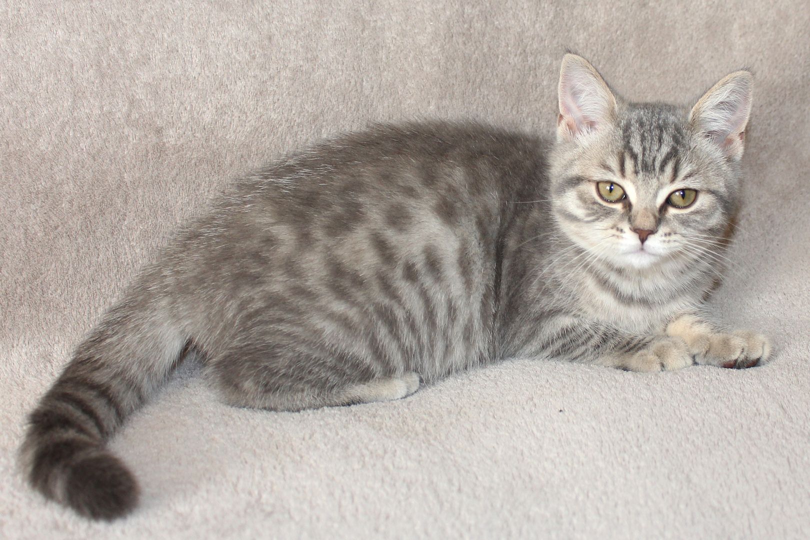 3x BKH Kätzchen Kater Katze Kitten Britisch Kurzhaar aus Dortmund