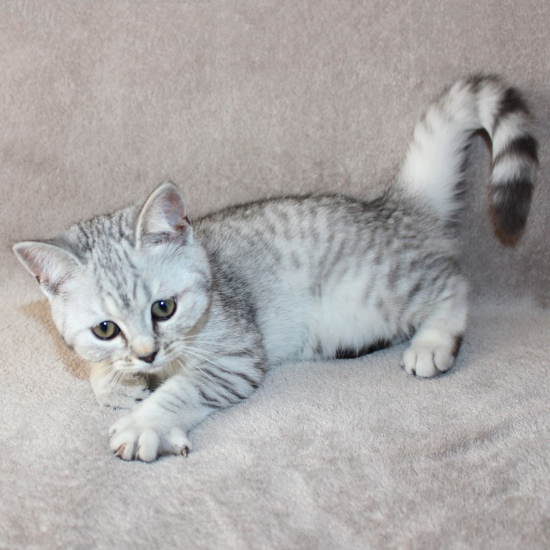 3x BKH Kätzchen Kater Katze Kitten Britisch Kurzhaar aus Dortmund