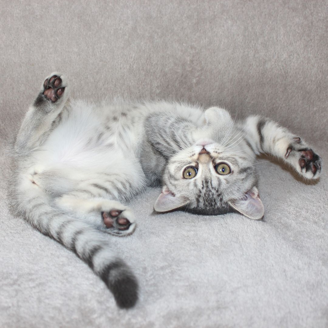 3x BKH Kätzchen Kater Katze Kitten Britisch Kurzhaar aus Dortmund