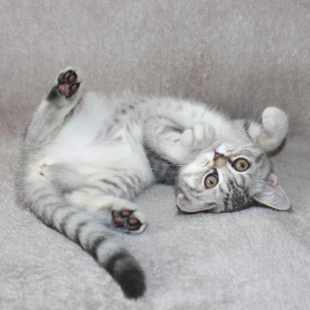 3x BKH Kätzchen Kater Katze Kitten Britisch Kurzhaar aus Dortmund