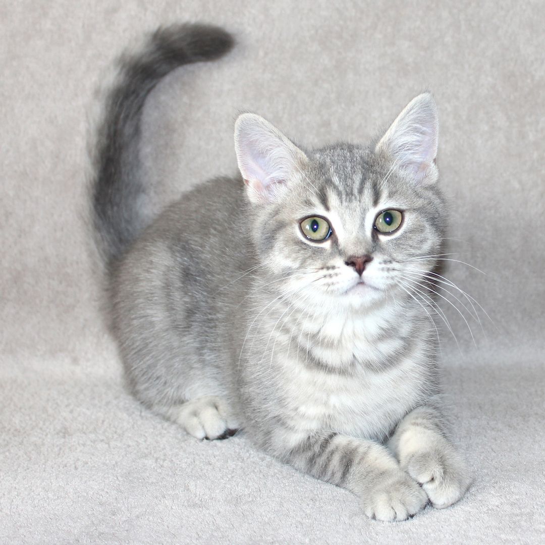 3x BKH Kätzchen Kater Katze Kitten Britisch Kurzhaar aus Dortmund