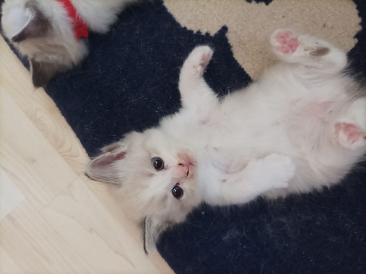 Ragdoll Kitten
