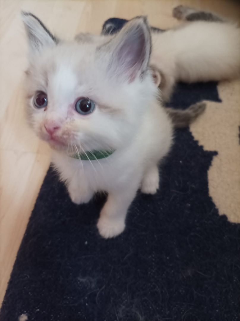 Ragdoll Kitten