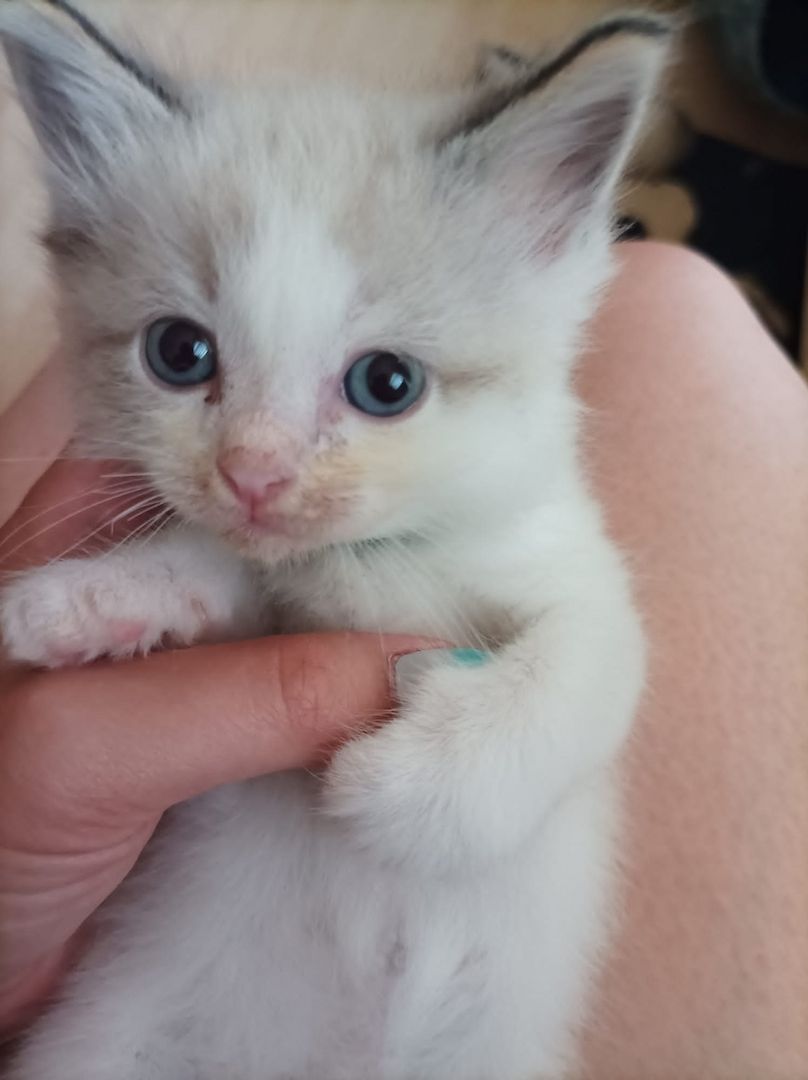 Ragdoll Kitten