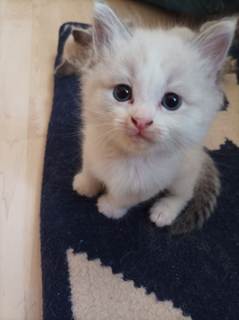 Ragdoll Kitten
