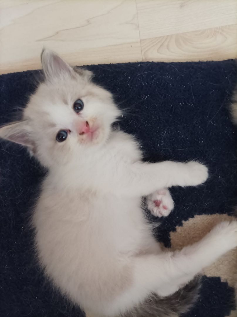 Ragdoll Kitten