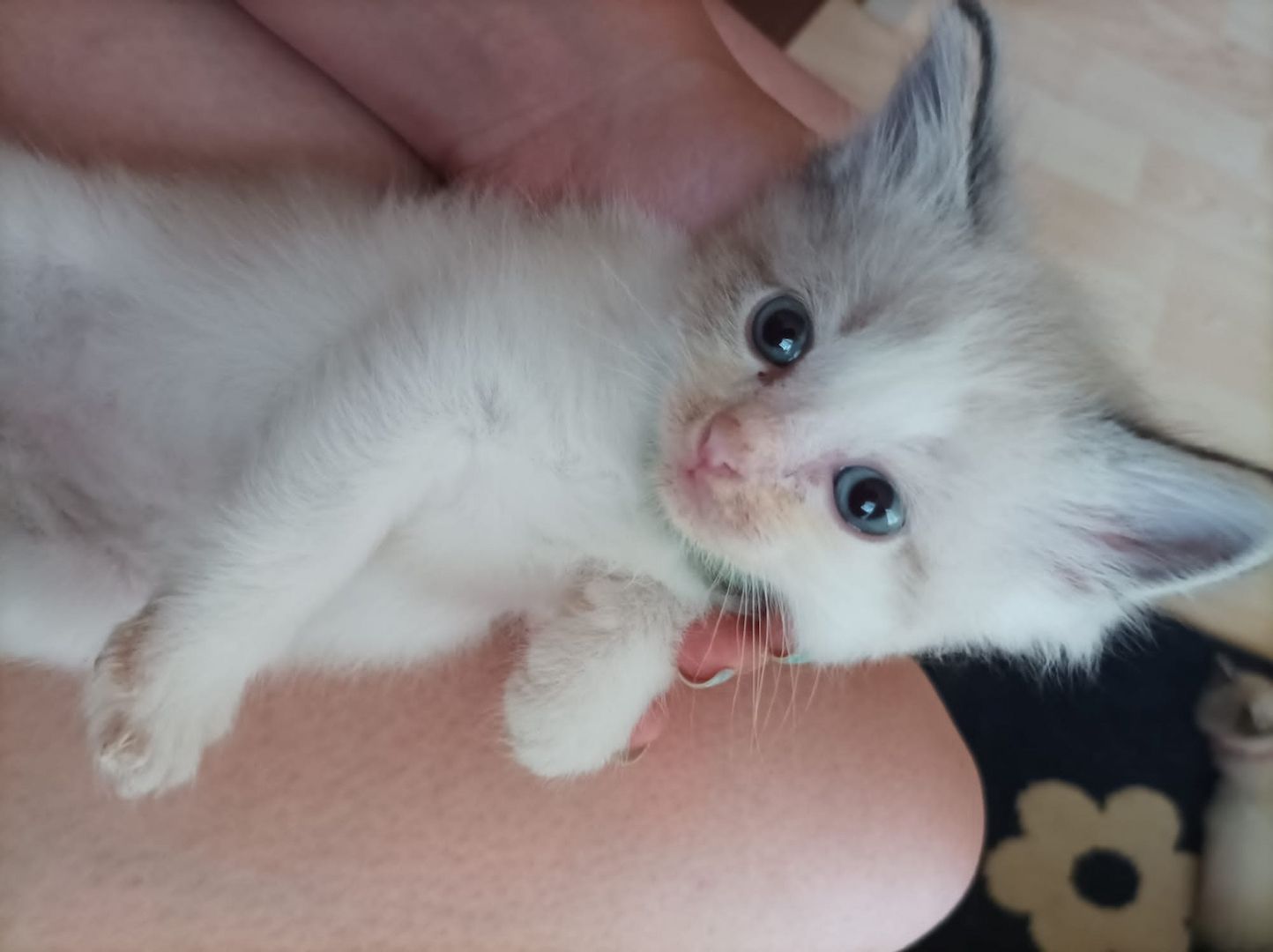 Ragdoll Kitten