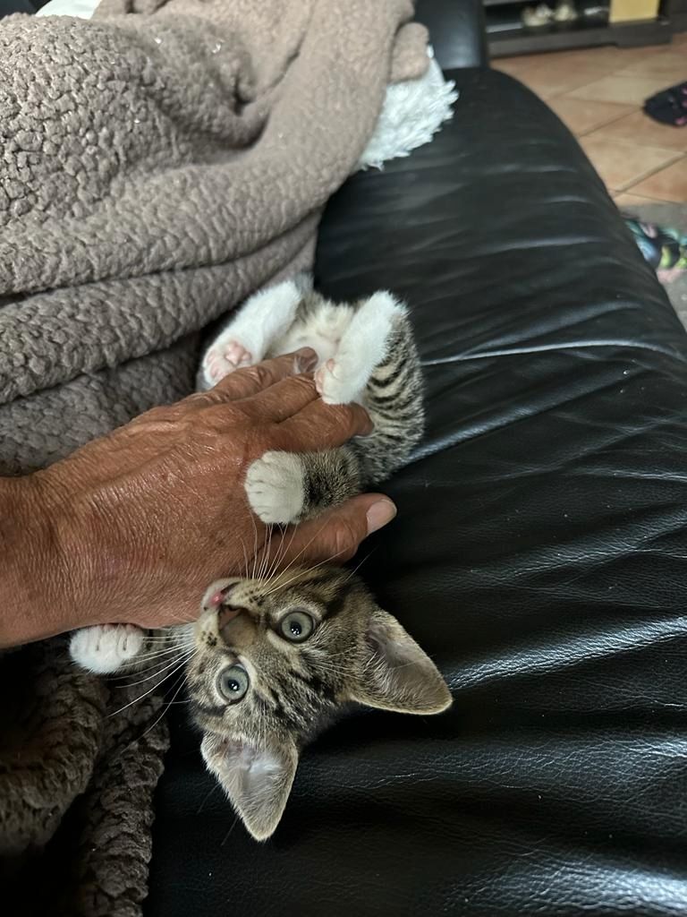 Mainecoonmix 5 zuckersüße Racker suchen neuen Dosenöffner