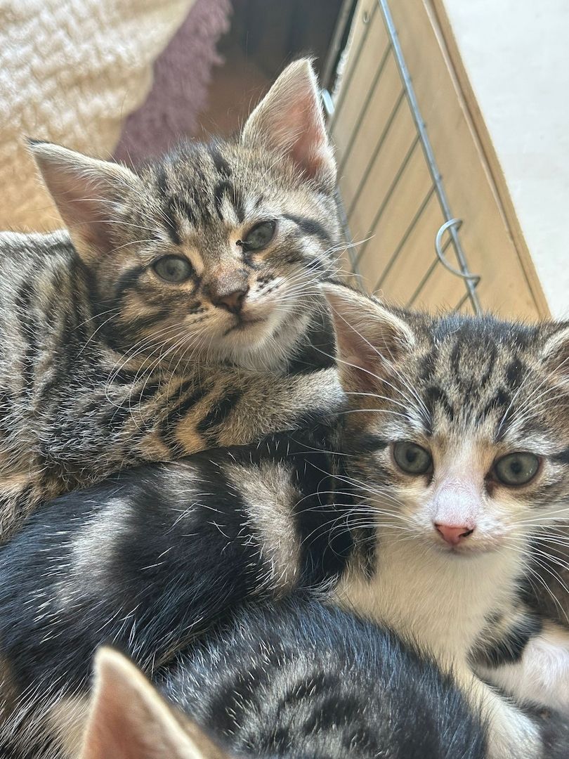 Mainecoonmix 5 zuckersüße Racker suchen neuen Dosenöffner
