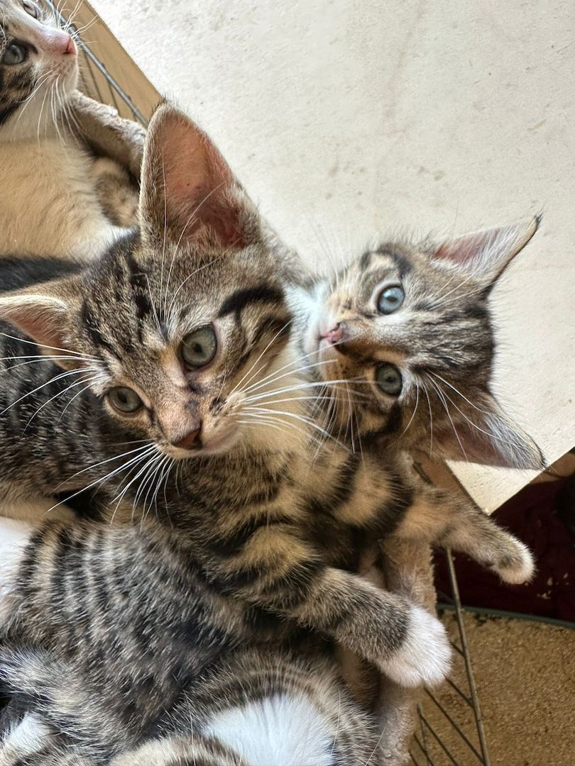 Mainecoonmix 5 zuckersüße Racker suchen neuen Dosenöffner