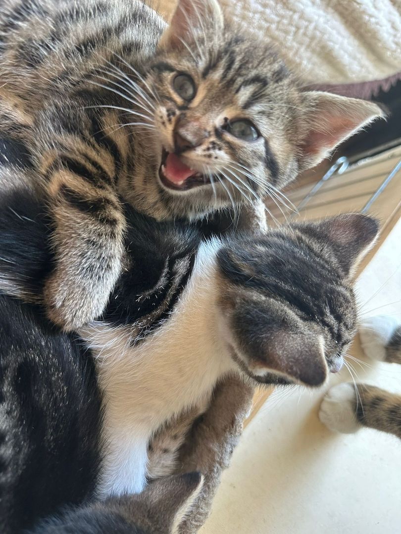 Mainecoonmix 5 zuckersüße Racker suchen neuen Dosenöffner