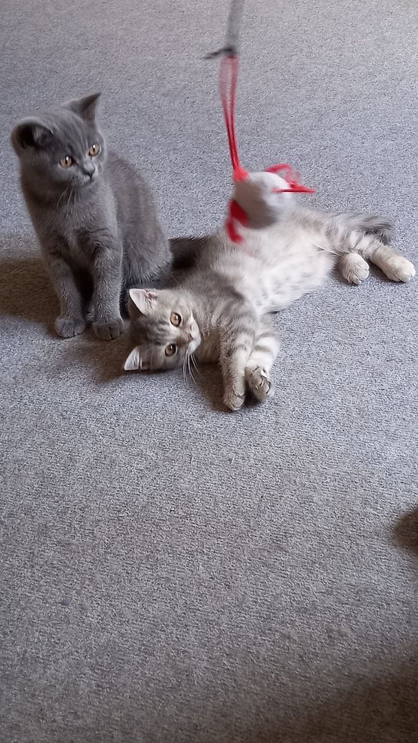 BKH Kitten abgabebereit