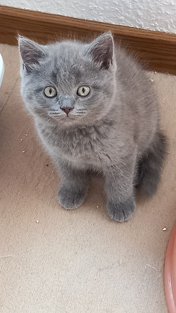 BKH Kitten abgabebereit