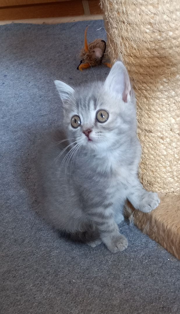 BKH Kitten abgabebereit