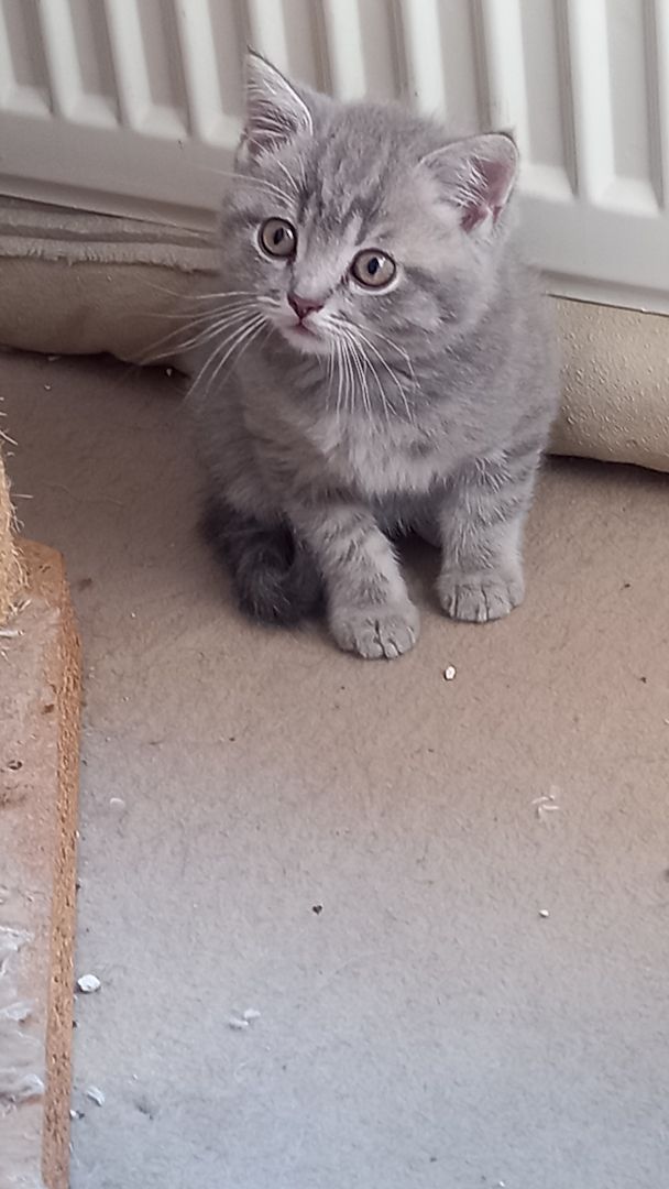 BKH Kitten abgabebereit