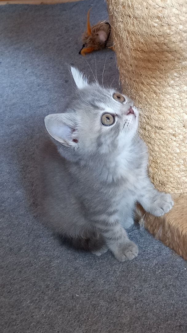 BKH Kitten abgabebereit