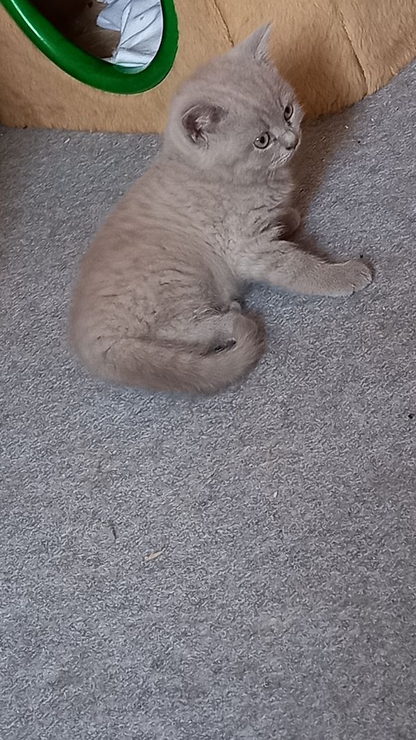 BKH Kitten abgabebereit