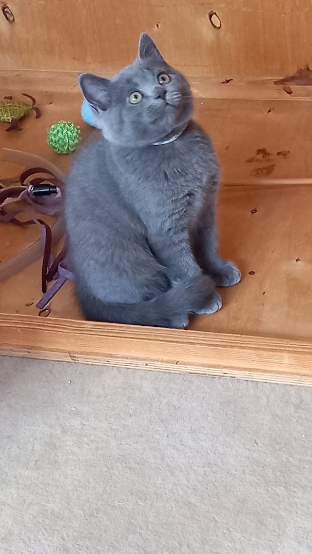 BKH Kitten abgabebereit