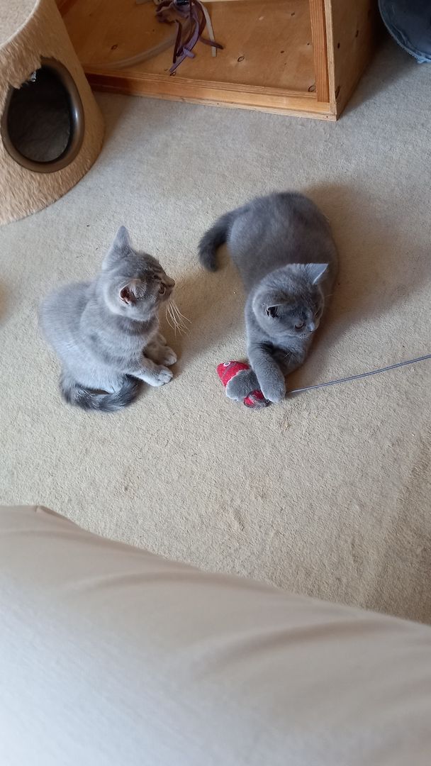 BKH Kitten abgabebereit