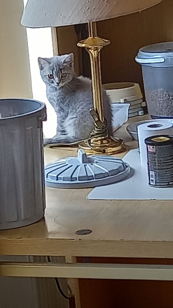 BKH Kitten abgabebereit