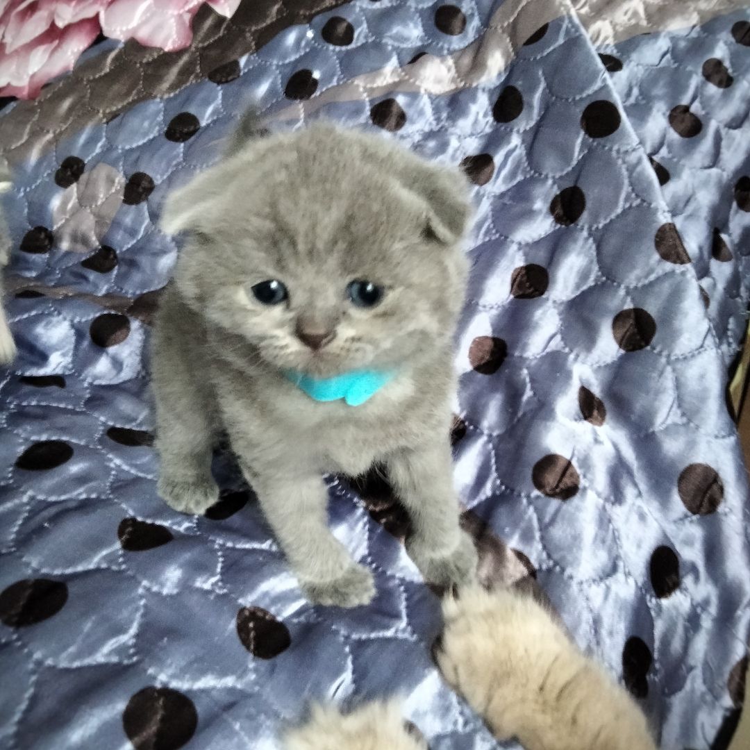 BKH Kitten BKH Kitten