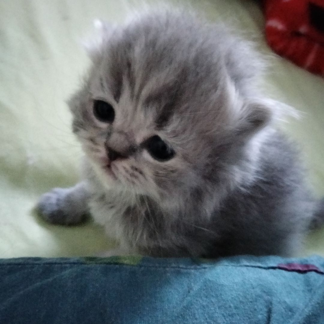 BKH Kitten BKH Kitten