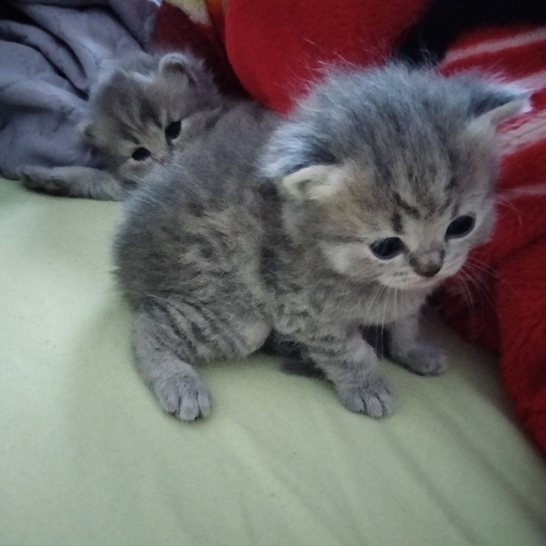 BKH Kitten BKH Kitten