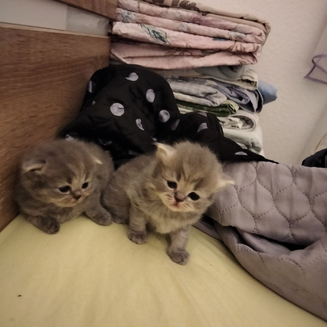 BKH Kitten BKH Kitten