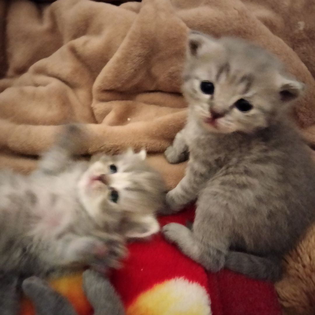 BKH Kitten BKH Kitten