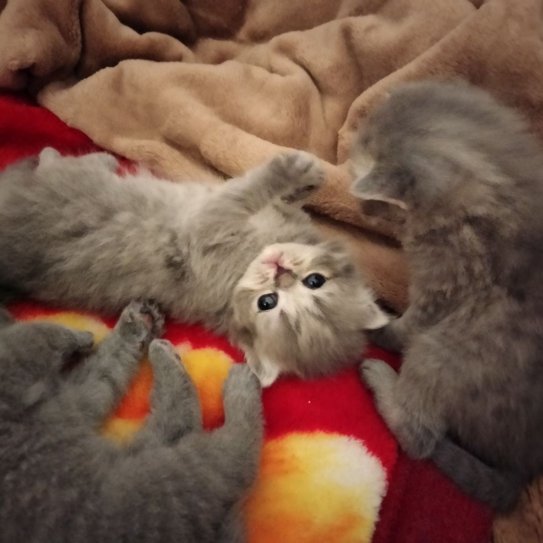 BKH Kitten BKH Kitten