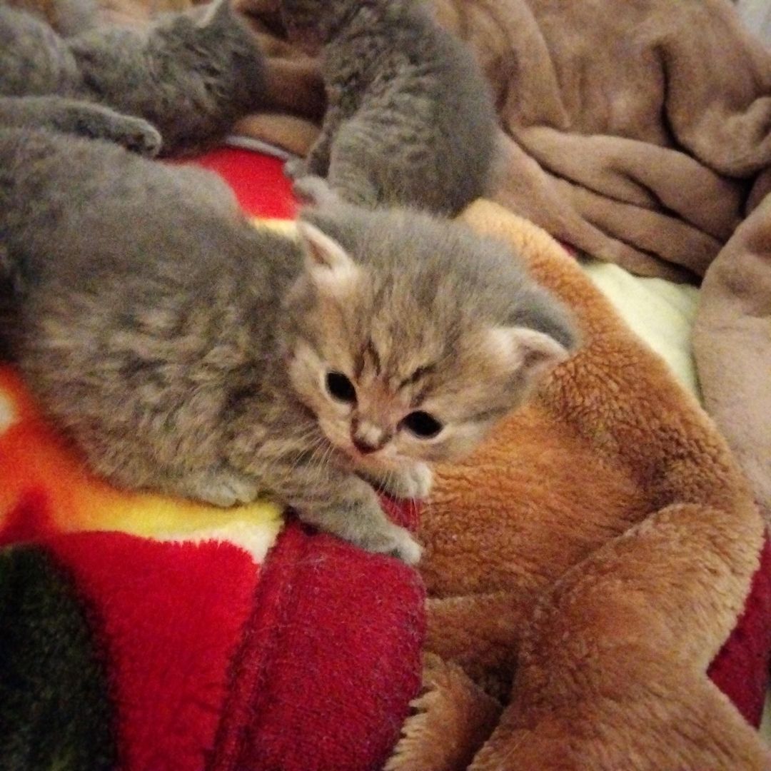 BKH Kitten BKH Kitten