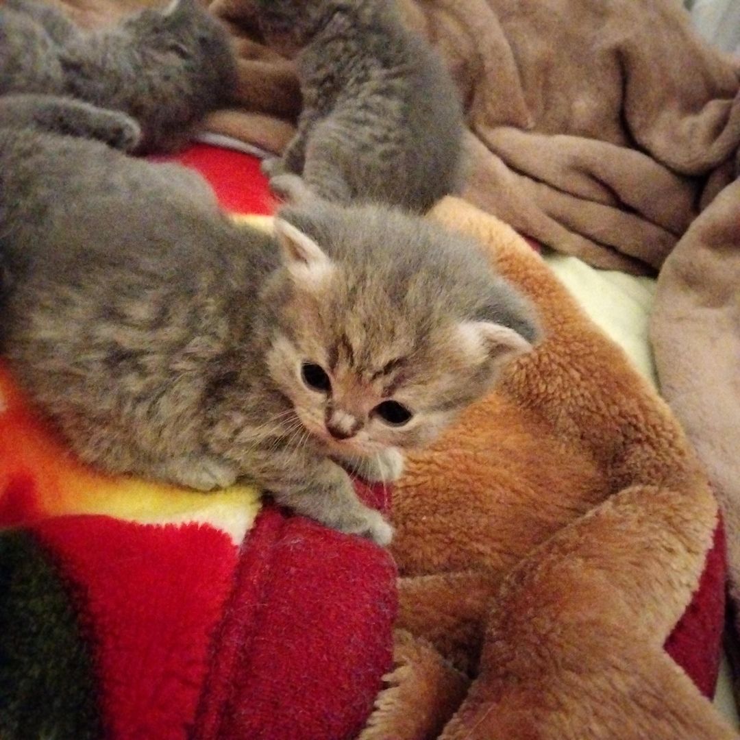 BKH Kitten BKH Kitten
