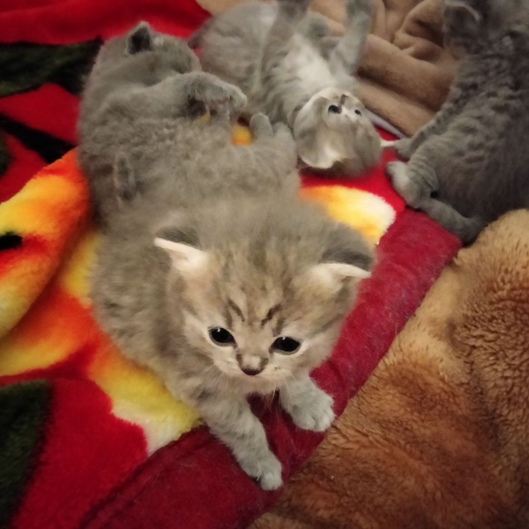 BKH Kitten BKH Kitten