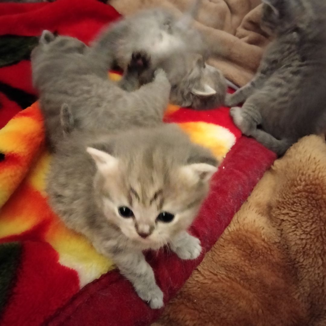 BKH Kitten BKH Kitten