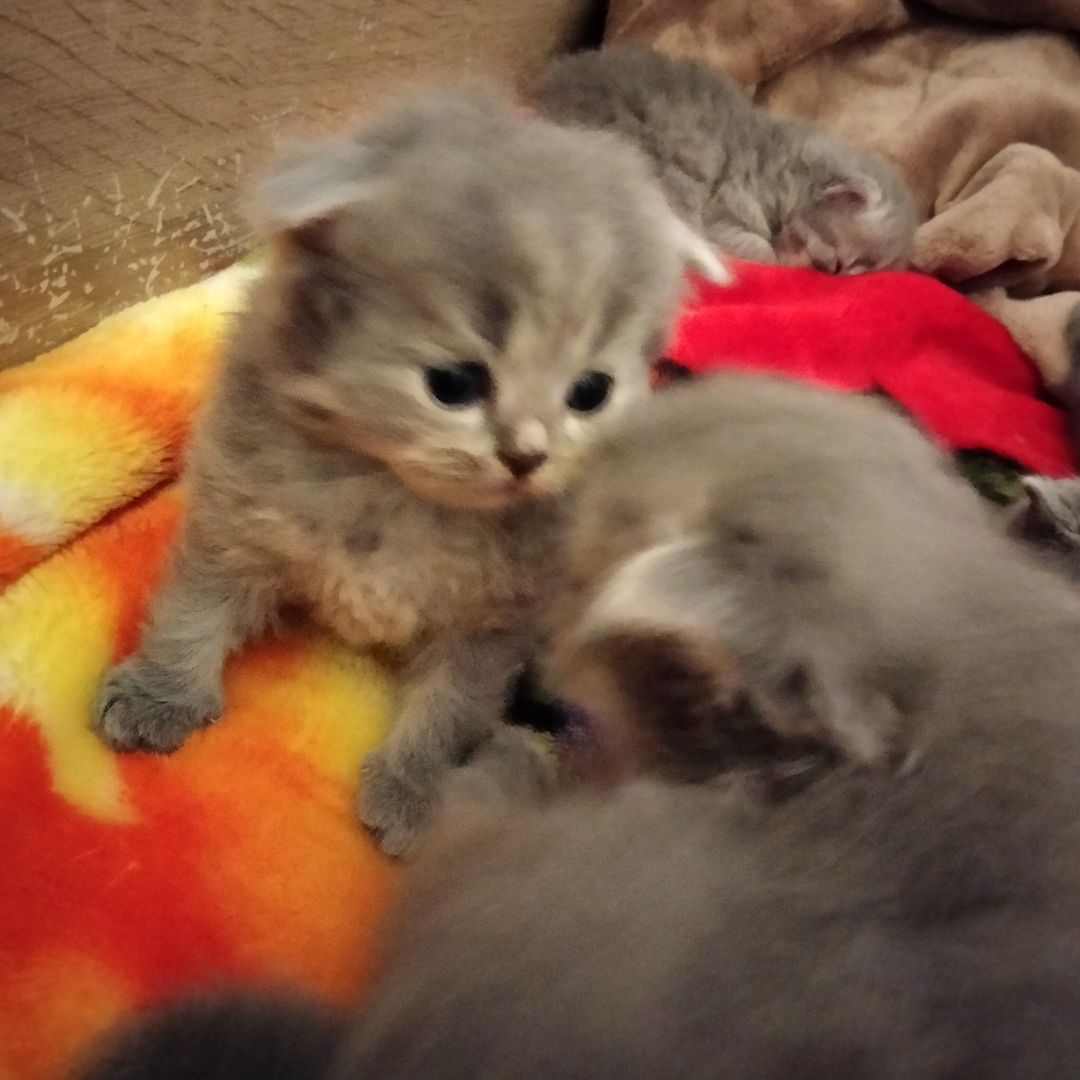 BKH Kitten BKH Kitten