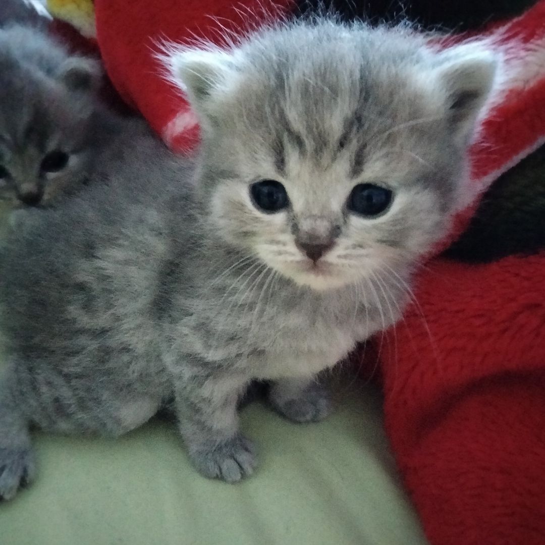 BKH Kitten BKH Kitten