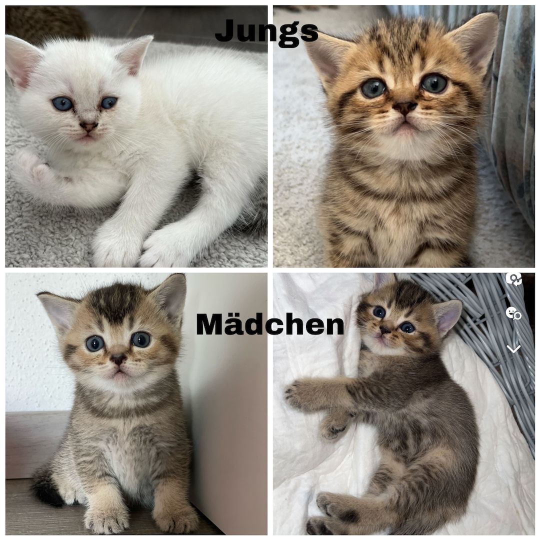 Britisch Kurzhaar Kitten