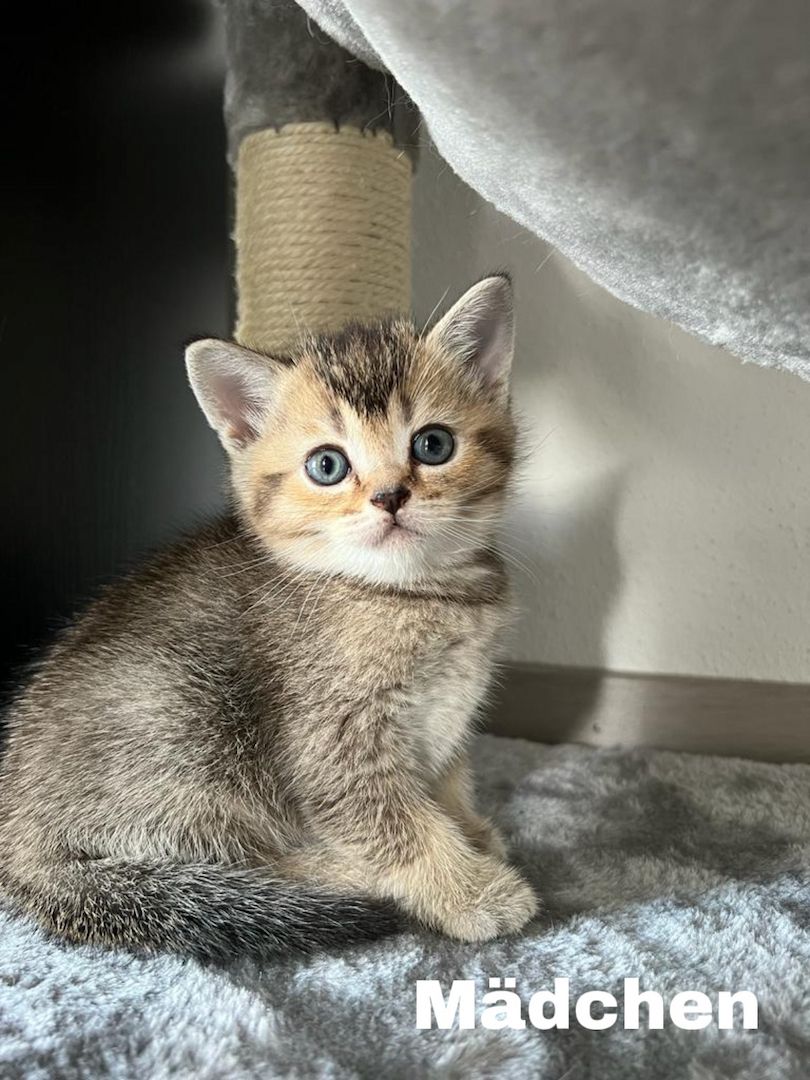 Britisch Kurzhaar Kitten